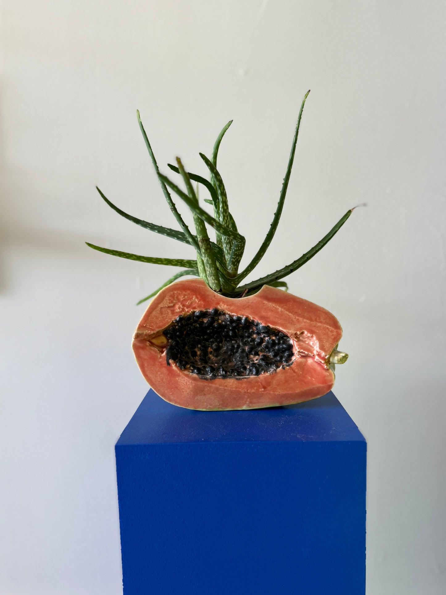 Ficus Ceramica Papaya Planter