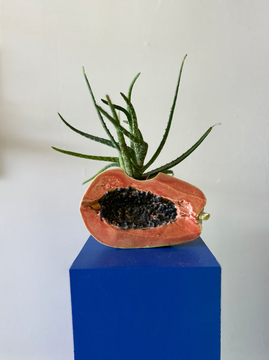 Ficus Ceramica Papaya Planter