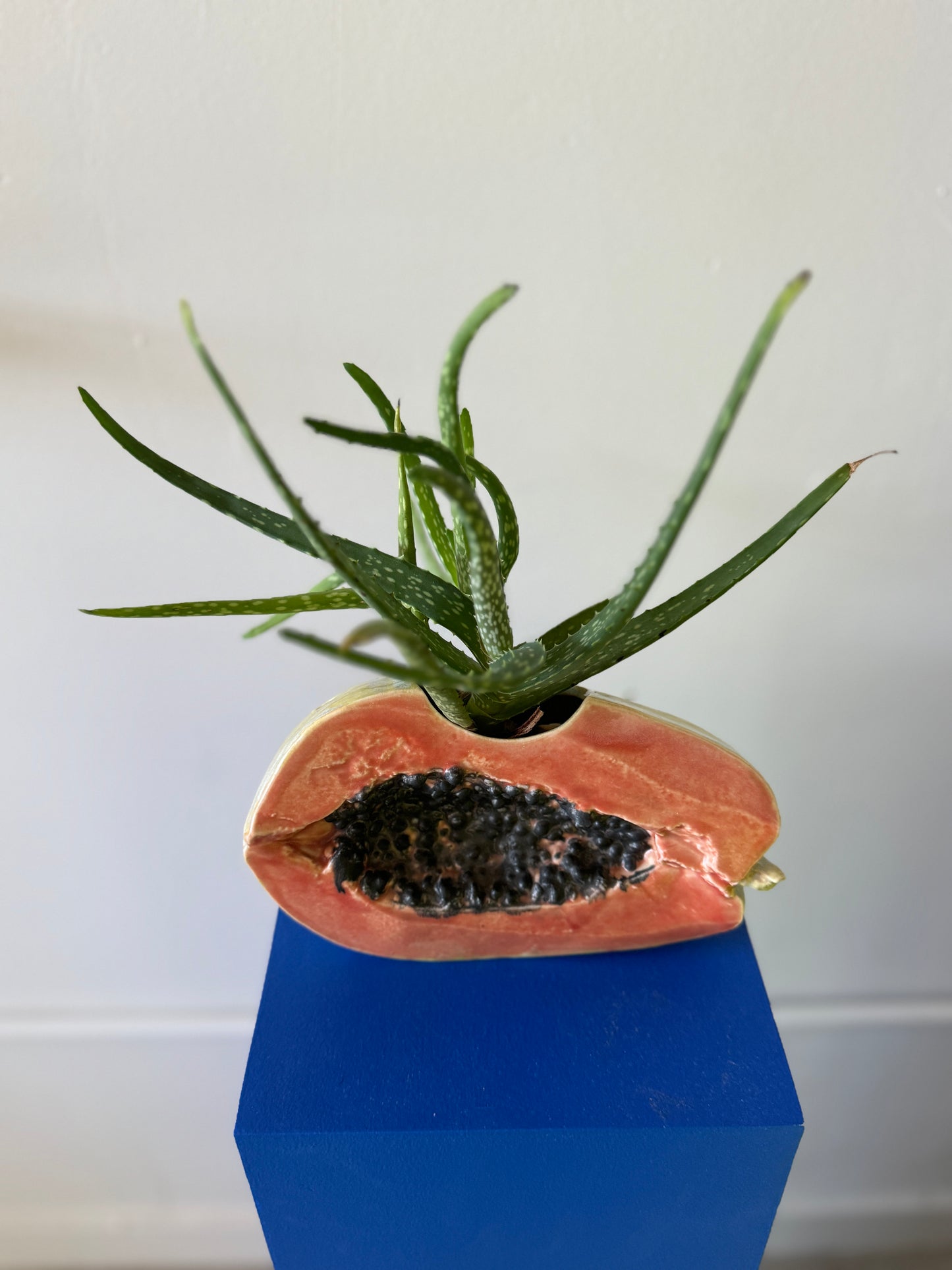 Ficus Ceramica Papaya Planter